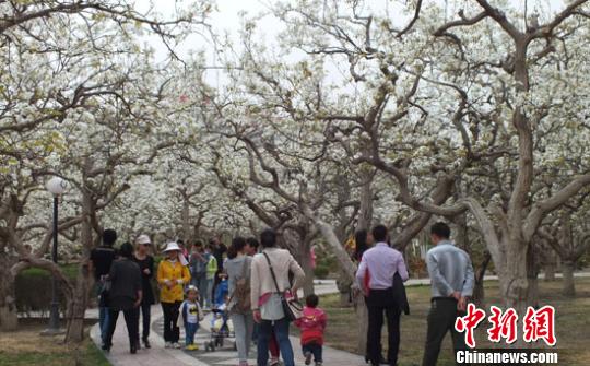 新疆百万亩梨花与“百花”争春 游人赏别样春景