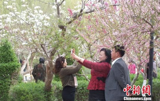 新疆百万亩梨花与“百花”争春 游人赏别样春景